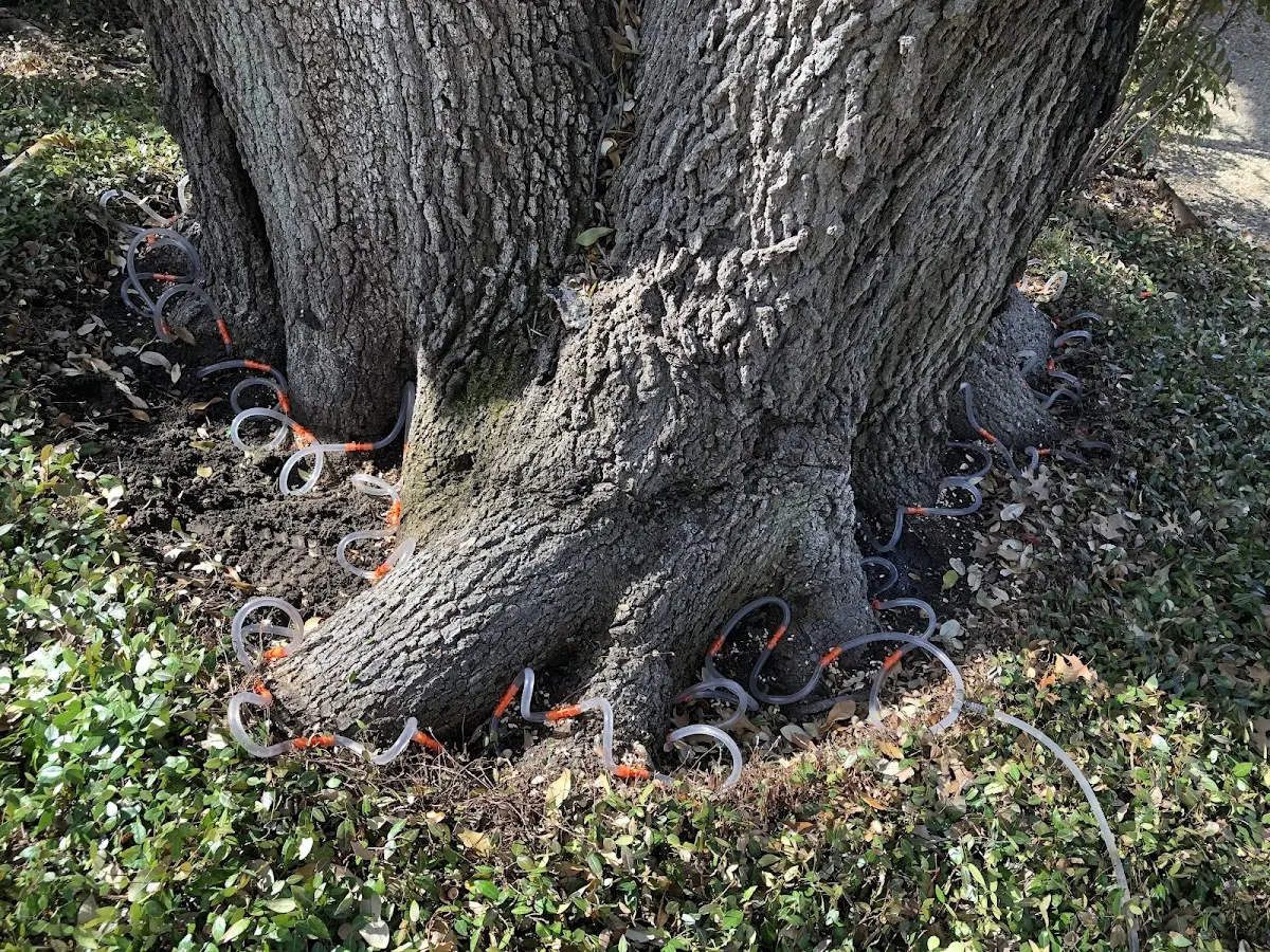 Detailed Tree Cabling and Bracing job site in Brush Creek