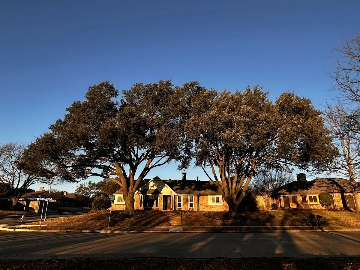 Established residential canopy tree shading a home in Brush Creek